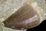 Mosasaur (Prognathodon) Tooth In Rock - Nice Tooth #105836-1